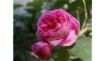 Rosa (Centifolia) 'Centifolia major'