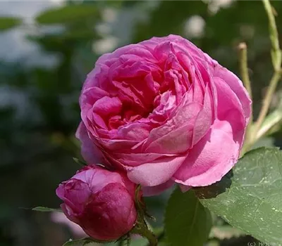 Rosa (Centifolia) 'Centifolia major'