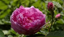 Rosa (Centifolia) 'Centifolia major'