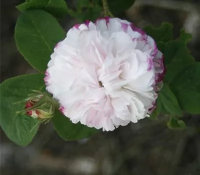 Rosa (Damascena) 'Léda'