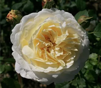 Rosa (Englische Rose) 'Claire Austin'® Rosa (Englische Rose) 'Claire Austin'®