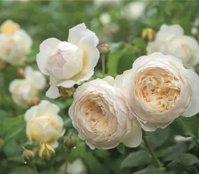 Rosa (Englische Rose) 'Claire Austin'®