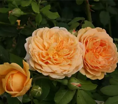 Rosa (Englische Rose) 'Golden Celebration'®