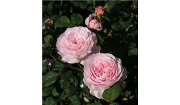 Syn. 'AUStiger', 'Christina'