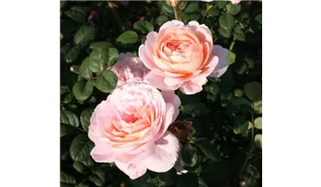 Syn. 'AUStiger', 'Christina'