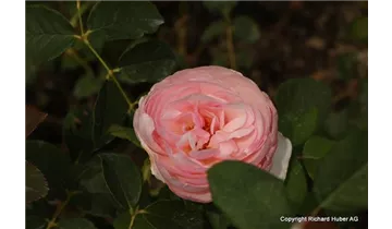 Syn. 'AUStiger', 'Christina'