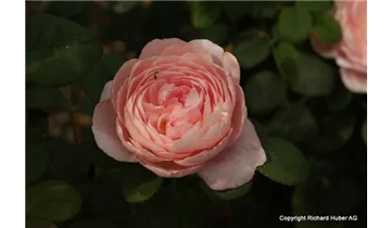 Syn. 'AUStiger', 'Christina'