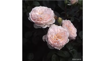 Syn. 'AUStiger', 'Christina'