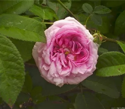 Rosa (Gallica) 'Jenny Duval'