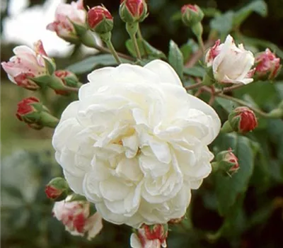 Rosa (Kletterrose) 'Aimée Vibert'