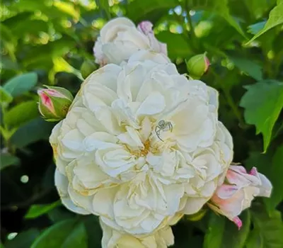 Rosa (Kletterrose) 'Aimée Vibert'