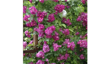 Rosa (Kletterrose) 'Perennial Blue'