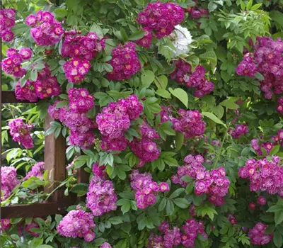 Rosa (Kletterrose) 'Perennial Blue'