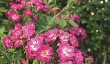 Rosa (Kletterrose) 'Perennial Blue'