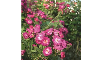 Rosa (Kletterrose) 'Perennial Blue'