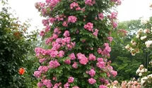 Rosa (Kletterrose) 'Perennial Blue'