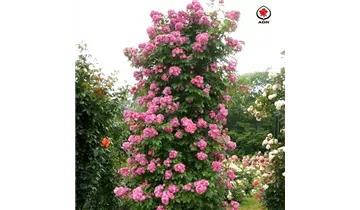 Rosa (Kletterrose) 'Perennial Blue'