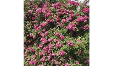 Rosa (Kletterrose) 'Perennial Blue'