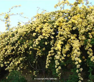 Rosa (Kletterrose) 'Rosa banksiae lutea'