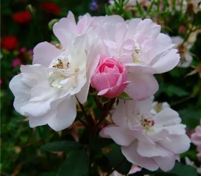 Rosa (Moschata) 'Narrow Water'