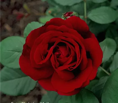 Rosa (Remontantrose) 'Empereur du Maroc'