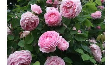 Rosa (Strauchrose) 'Constance Spry'