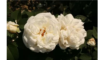 Syn. 'Pierre Arditi' / 'Roger Whittaker'