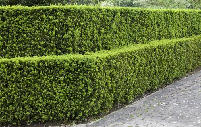 Taxus