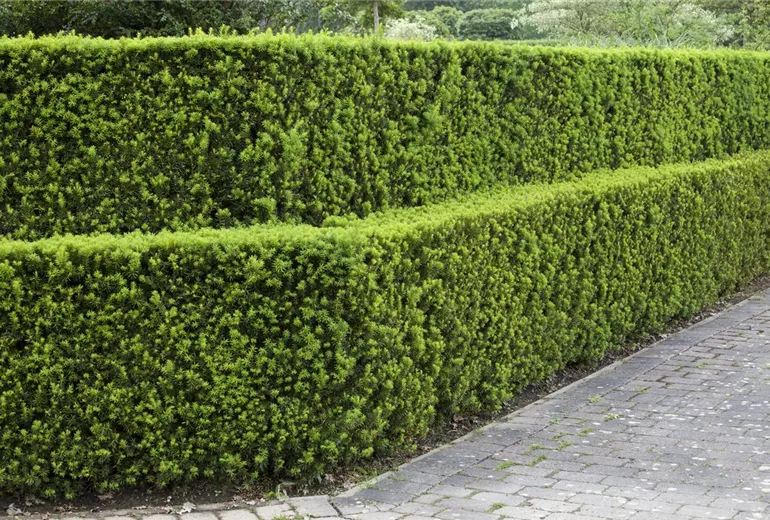 Taxus Taxus