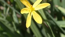 Binsenlilie