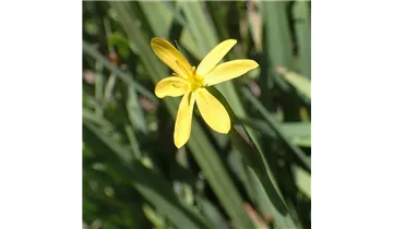 Binsenlilie