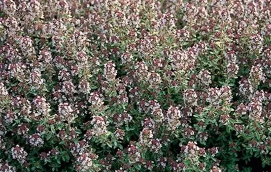 Thymus citriodorus (x) 'Silver Queen'