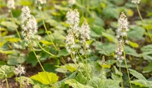 Schaumblüte