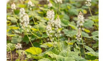 Schaumblüte