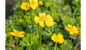 Trollblume