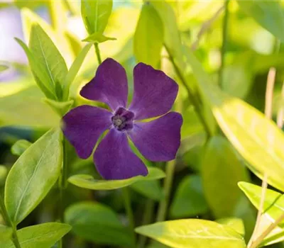 Vinca minor 'Atropurpurea'