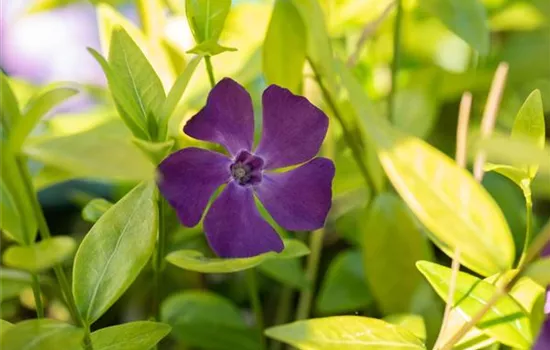 Vinca minor 'Atropurpurea'