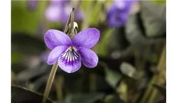 Wohlriechendes Veilchen