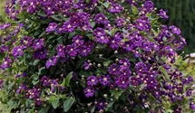 Waldrebe, Clematis