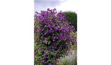 Waldrebe, Clematis