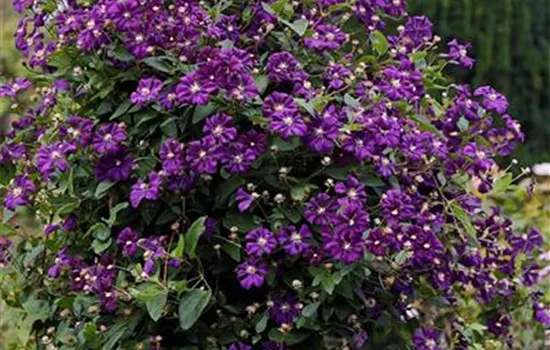 Clematis viticella 'Etoile Violette'