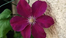 Waldrebe, Clematis
