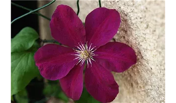Waldrebe, Clematis