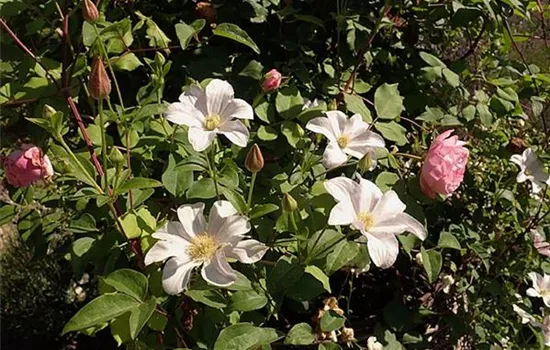 Clematis viticella 'Huldine'