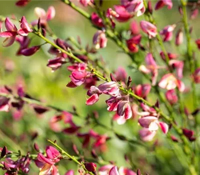 Cytisus praecox (x) 'Hollandia'