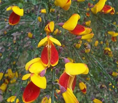 Cytisus scoparius (X) 'Andreanus Splendens'
