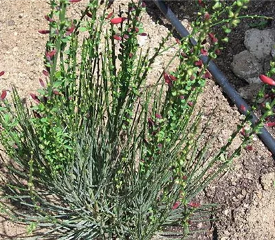 Cytisus scoparius (x) 'Lena'