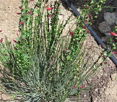 Cytisus scoparius (x) 'Lena'