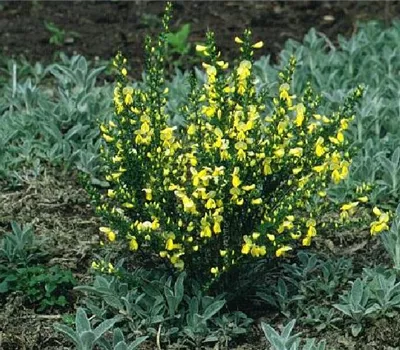 Cytisus scoparius (x) 'Luna'