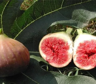 Ficus carica 'Rouge de Bordeaux'